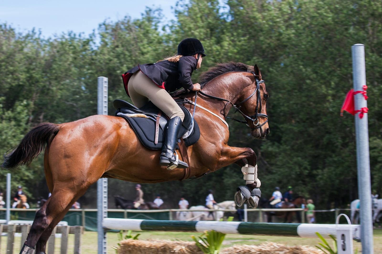 A brown horse jumping over an obstacle, showcasing the skill of talented equestrians.